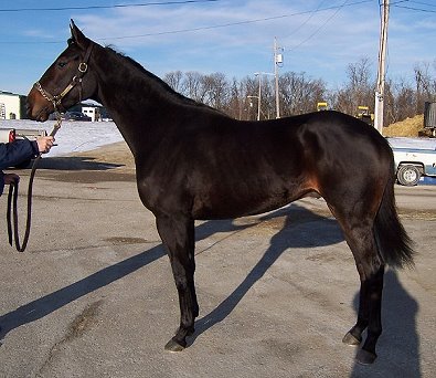 Thoroughbred Horse For Sale