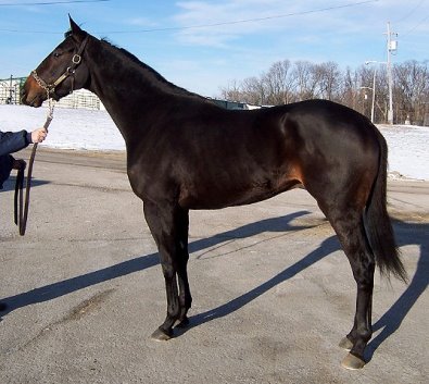Former Thoroughbred race horse - Vilas County at the track. Click here to see his Prospect Horses For Sale photos. 