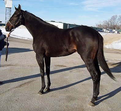 Thoroughbred Horse For Sale