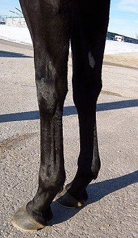 Thoroughbred Horse For Sale