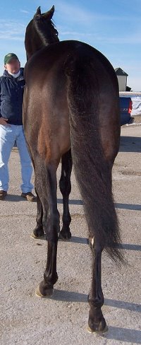 Thoroughbred Horse For Sale