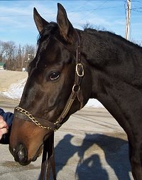 Thoroughbred Horse For Sale