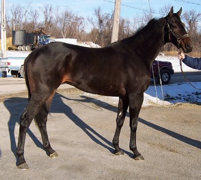 Thoroughbred Horse For Sale