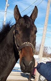 No more racing for this Thoroughbred!