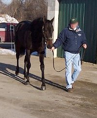 Thoroughbred Horse For Sale