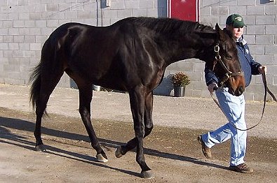 Thoroughbred Horse For Sale