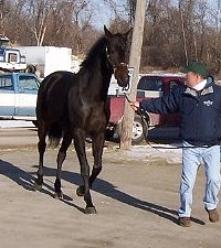 Former Thoroughbred race horse - Vilas County at the track.