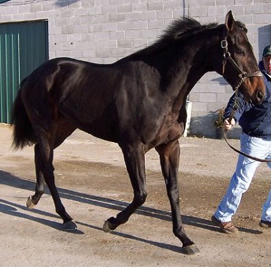 Thoroughbred Horse For Sale