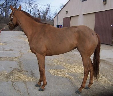 Thoroughbred Horse For Sale