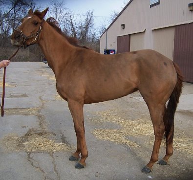 Thoroughbred Horse For Sale