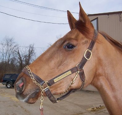 Thoroughbred Horse For Sale