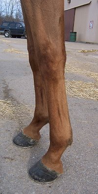 Thoroughbred Horse For Sale
