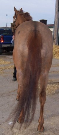 Thoroughbred Horse For Sale