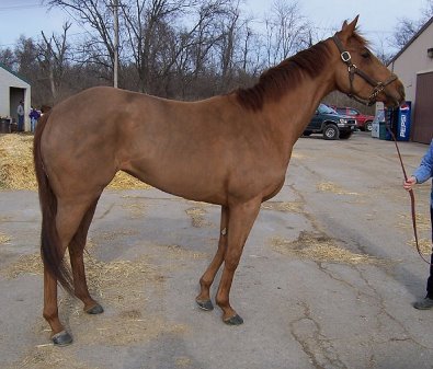 Thoroughbred Horse For Sale
