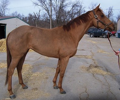 Thoroughbred mare for sale - Windra