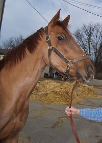 Thoroughbred Horse For Sale