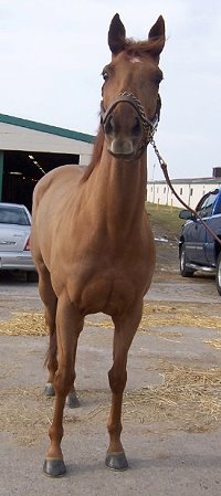 Thoroughbred Horse For Sale