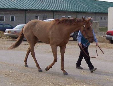 Thoroughbred Horse For Sale