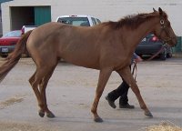 Thoroughbred Horse For Sale