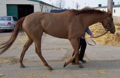 Thoroughbred Horse For Sale
