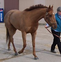 Thoroughbred Horse For Sale
