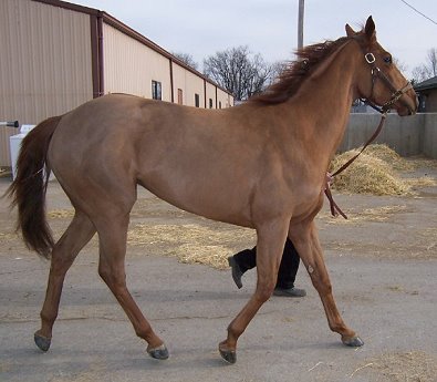Thoroughbred Horse For Sale