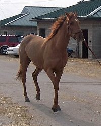 Thoroughbred Horse For Sale