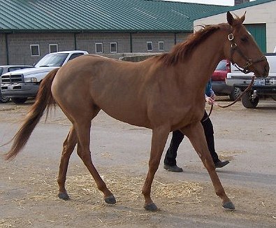 Thoroughbred Horse For Sale