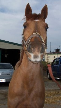 Thoroughbred Horse For Sale