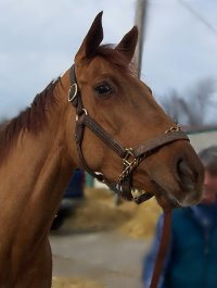 Thoroughbred Horse For Sale