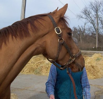 Thoroughbred Horse For Sale