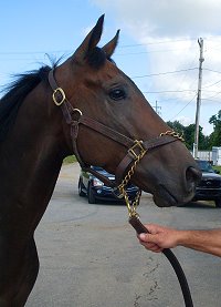 FREE HORSE - almost. Call today!!!