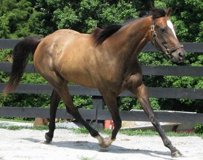 New Thoroughbred horses for sale.