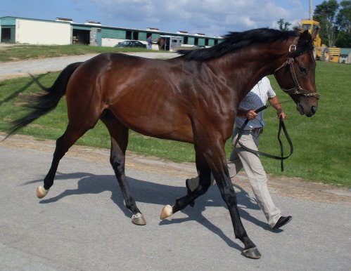 Joe Mama is a 15.3 hand bay Thoroughbred colt for sale.