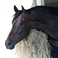 New large Thoroughbred horses for sale.