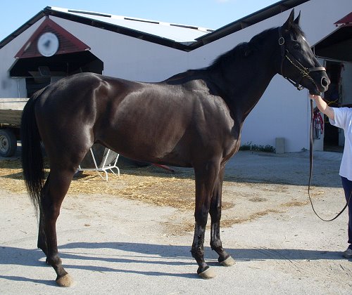 "Savor" a black Thoroughbred Horse For Sale - Three ways to buy