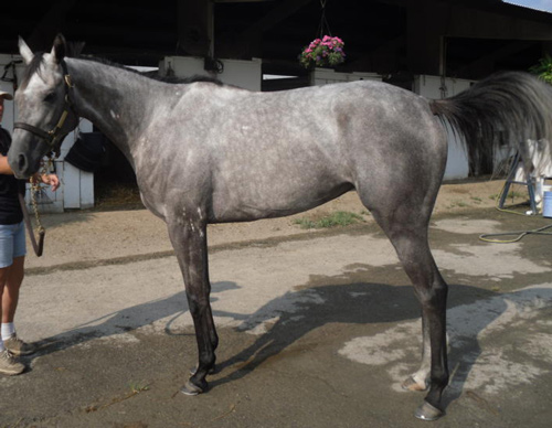 Gray Thoroughbred horse for sale directly from the track.