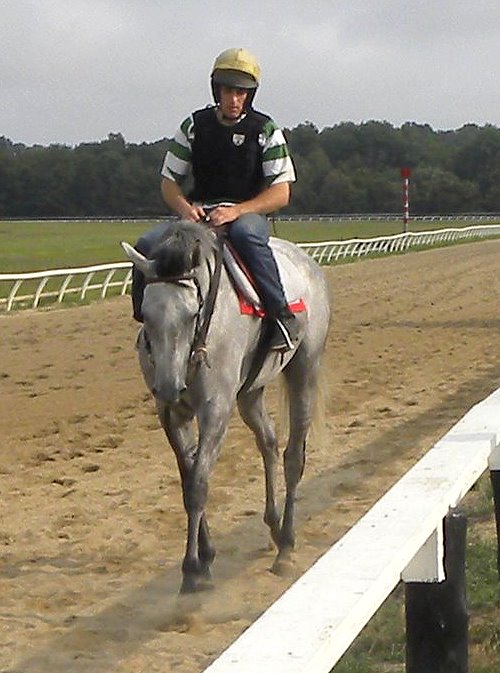 Grey Thoroughbred horse for sale directly from the race track.