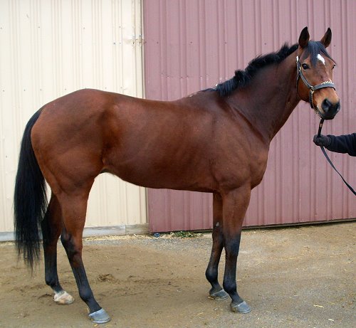 "Teddy" is almost 17 hands. He is a Track Prospect Thoroughbred horse for sale.