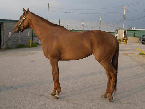 "Southern Lady" is a new Thoroughbred horse for sale directly from the track.