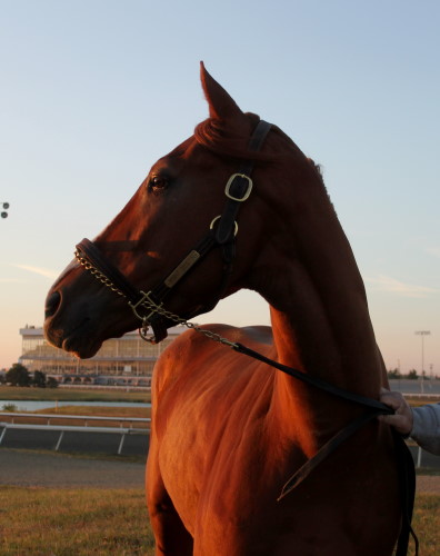 Thoroughbred horse for sale