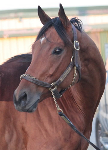 Reign Day is just coming four and lightly raced - never placed.