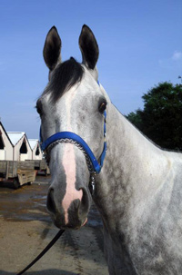 17 hand gray Thoroughbred horse for sale directly from the race track.