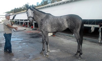 Thoroughbred horses for sale a low prices directly from the track.