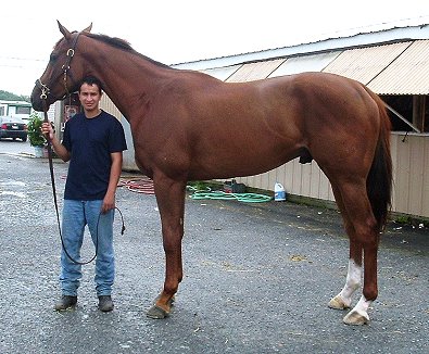 This man is almost 5 ' 6" tall. "A Flash" is well over 17 hands tall!