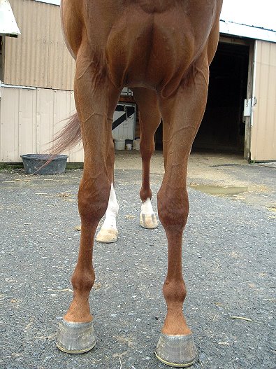 "A Flash" is a four year-old Thoroughbred for sale. He is currently racing.