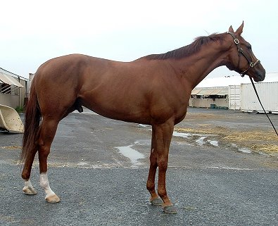 "A Flash" is well over 17 hands tall!