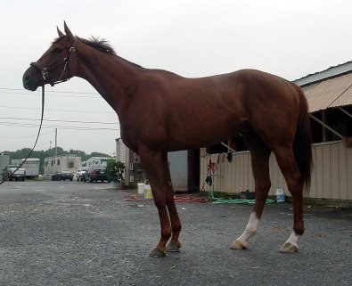 "A Flash" is a four year-old Thoroughbred for sale. He is currently racing.