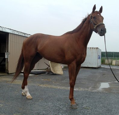 "A Flash" is a four year-old Thoroughbred for sale. He is currently racing.