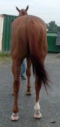 "A Flash" is a four year-old Thoroughbred for sale. He is currently racing.